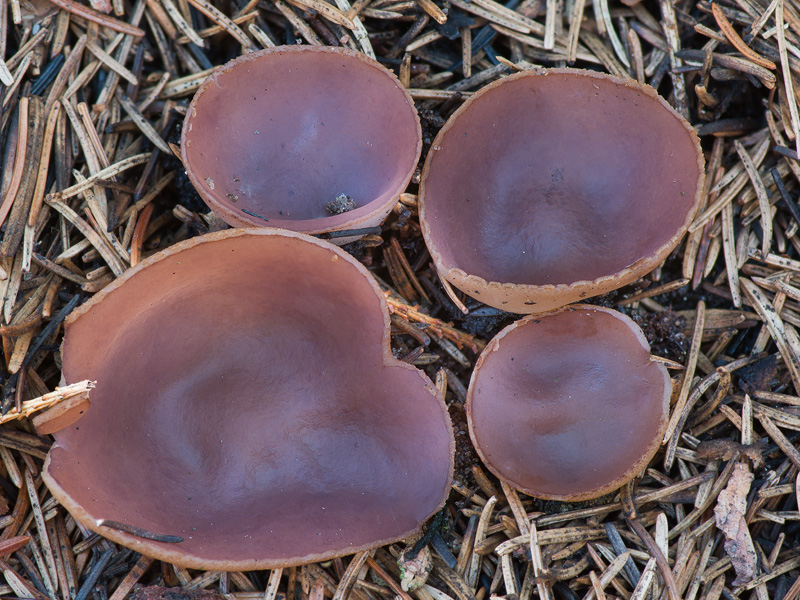 Peziza violacea